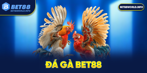 đá gà bet88